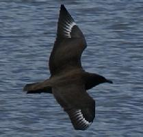 Fotó: Great skua