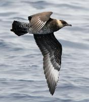 Fotó: Pomarine jaeger