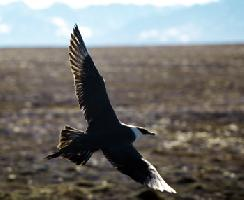 Fotó: Parasitic jaeger