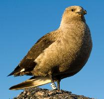 Fotó: South polar skua