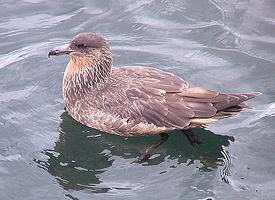 Fotó: Chilean skua