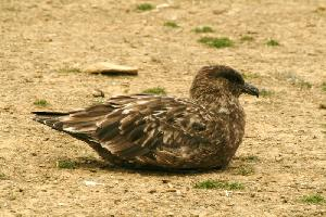 Fotó: Brown skua