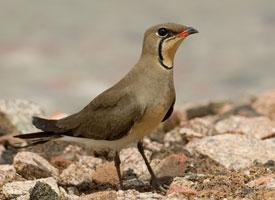 Fotó: Collared pratincole