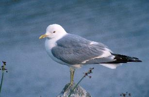 Fotó: Common gull