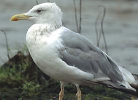 Fotó: Caspian gull