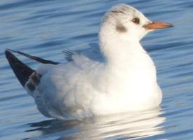 Fotó: Little gull