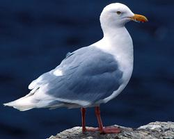 Fotó: Glaucous gull