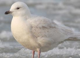 Fotó: Iceland gull