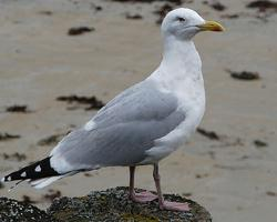 Fotó: European herring gull