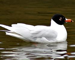 Fotó: Mediterranean gull