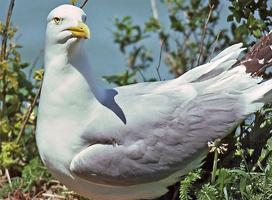 Fotó: American herring gull