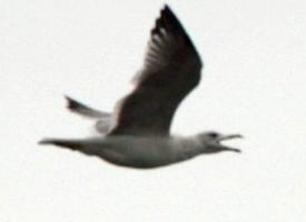 Fotó: Armenian gull