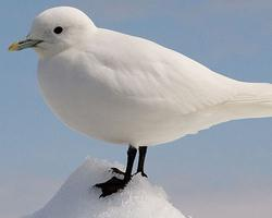 Fotó: Ivory gull