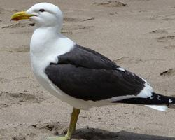 Fotó: Kelp gull