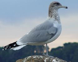 Fotó: California gull