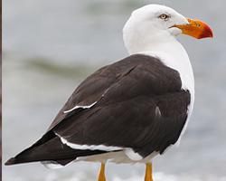 Fotó: Pacific gull