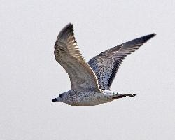 Fotó: Vega gull