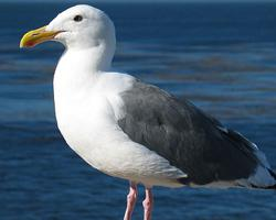 Fotó: Western gull