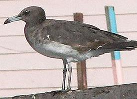 Fotó: Sooty gull