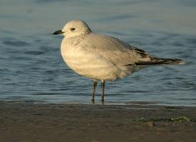 Fotó: Relict gull