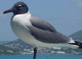 Fotó: Laughing gull