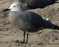 Fotó: Grey gull