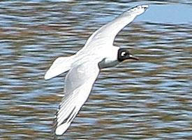 Fotó: Andean gull