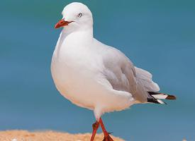 Fotó: Silver gull