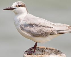 Fotó: Little tern