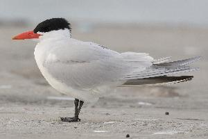 Fotó: Caspian tern