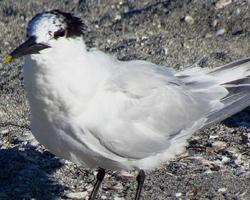 Fotó: Sandwich tern