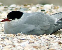 Fotó: Arctic tern