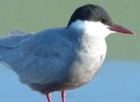 Fotó: Whiskered tern