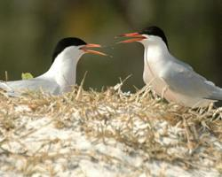 Fotó: Roseate tern