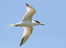 Fotó: Chinese crested tern