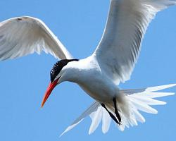 Fotó: Elegant tern