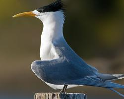 Fotó: Greater crested tern