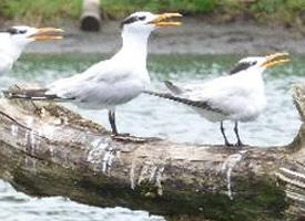 Fotó: Royal tern