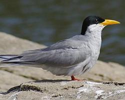 Fotó: Indian river tern