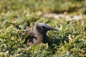 Fotó: Brown noddy