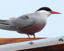 Fotó: Antarctic tern