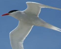 Fotó: South american tern