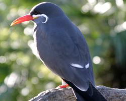 Fotó: Inca tern