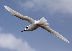 Fotó: Fairy tern