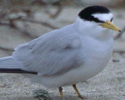 Fotó: Least tern