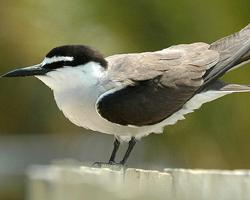 Fotó: Aleutian tern