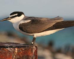 Fotó: Spectacled tern