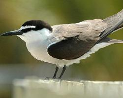 Fotó: Bridled tern