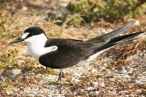 Fotó: Sooty tern