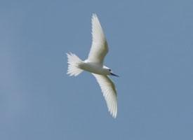 Fotó: Little white tern